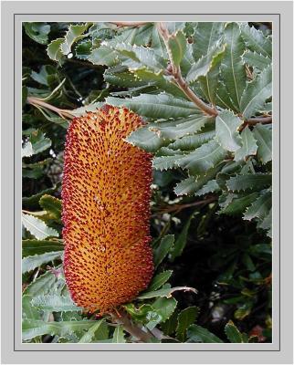 Banksia