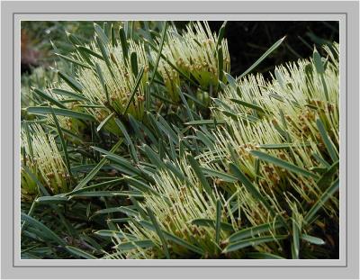 Hakea