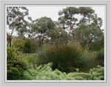 Garden - S. African heathland plants