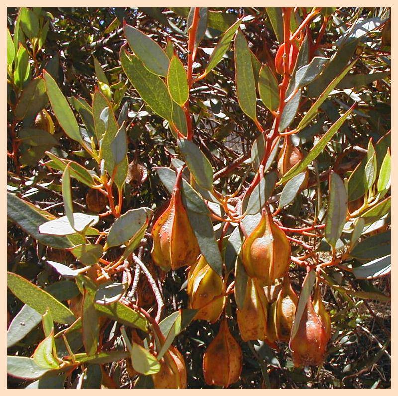 Square fruited mallee