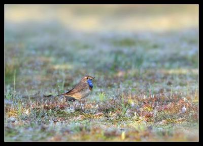 Bluethroat