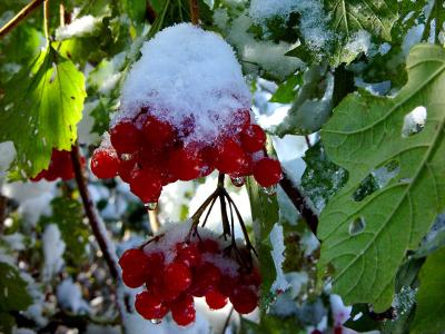 Vogelbeeren im Winterkleid