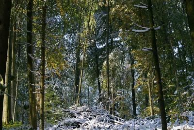 Wanderung im Winterwald