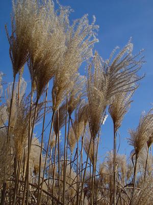 Schilf im Winter