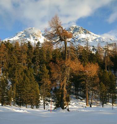 Fren im Winterwald von Samedan (Graubnden)