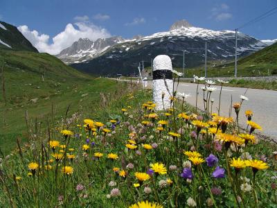 mountain flowers at road side