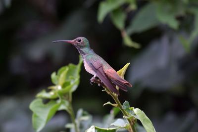 Buff-bellied hummingbird.jpg