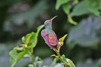 Buff-bellied hummingbird 8.jpg