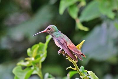 Buff-bellied hummingbird 5.jpg