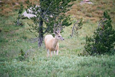 Muley off the Beartooth