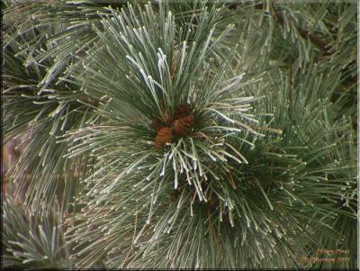 Hoary Pines