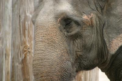Wrinkles