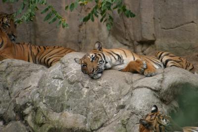 Napping