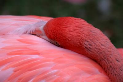 flamingo dreams