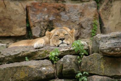 mom sleeping