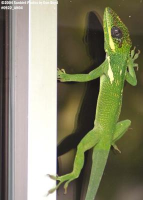 Cuban Anole stock photo #0922