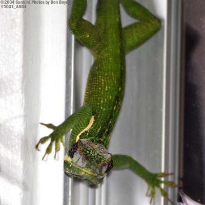 Cuban Anole stock photo #1031