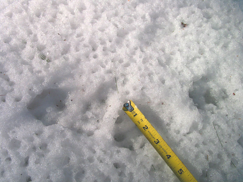 Otter Feet 3076.jpg