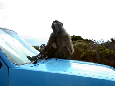 Perils of Feeding the Baboons at Cape Point (glad this wasn't my car)