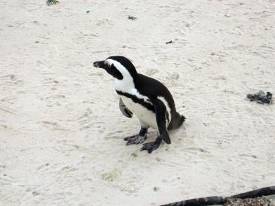 Penguin at Boulders Beach