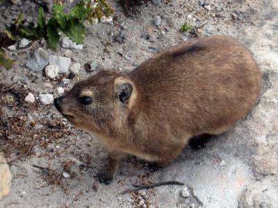 A Dassie on Top of Table Mountain