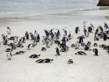 Penguins at Boulders Beach, South Africa