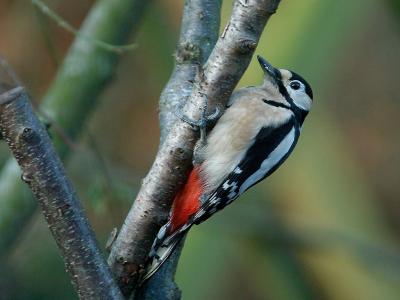  Great Spotted Woodpecker - Stor Flagsptte - Dendrocopos major