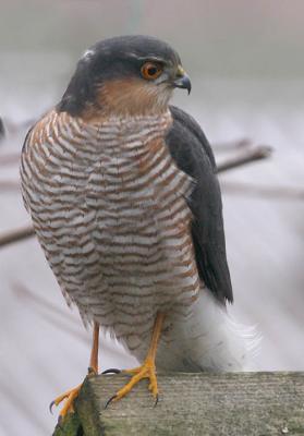 Sparrowhawk - Spurvehg - Accipiter nisus