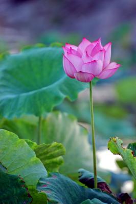 Album of Lotus world (China T)