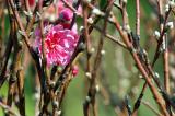 DSC_0230a.jpg