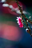 DSC_0233a.jpg