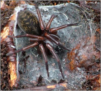 Purse Web Spider  (Atypus Affinis)