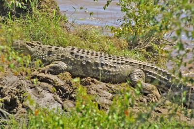 Resting crocodile.jpg