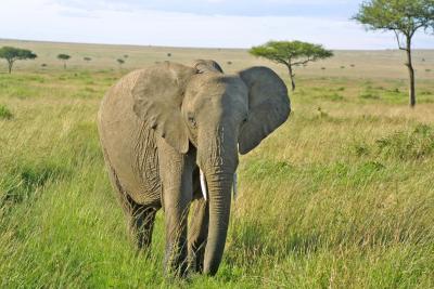 Baby elephant.jpg