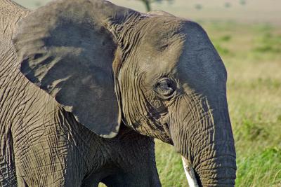 Close up elephant.jpg