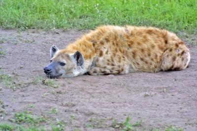 Hyena.jpg