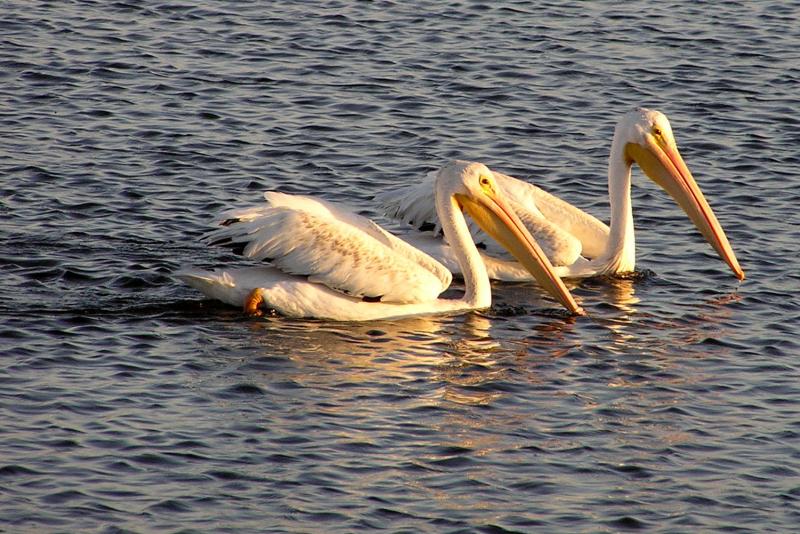 American White Pelicans