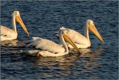 American White Pelican