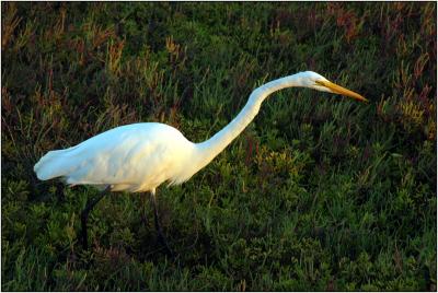 Great Egret 3