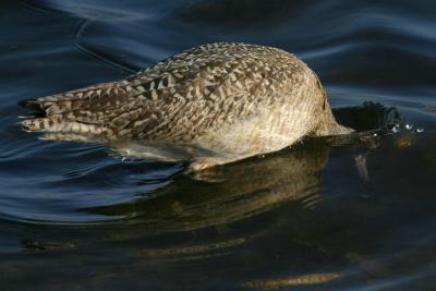 Marbled Godwit