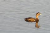 Pied-billed Grebe