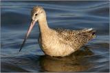 Marbled Godwit