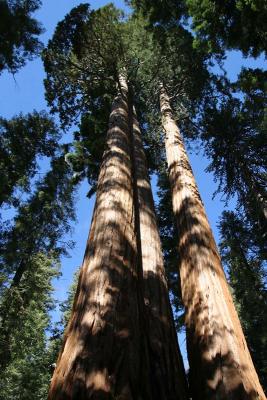 sequoias.jpg