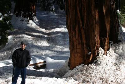 andre_sequoias.jpg
