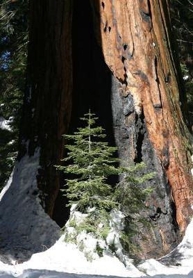 sequoia_pine.jpg