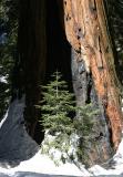 sequoia_pine.jpg
