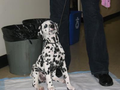 Baby dalmation looks larger her.