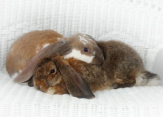Cuddles