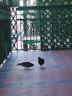 BalconyPigeons.jpg