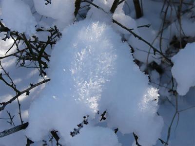 Snow Hedgehog